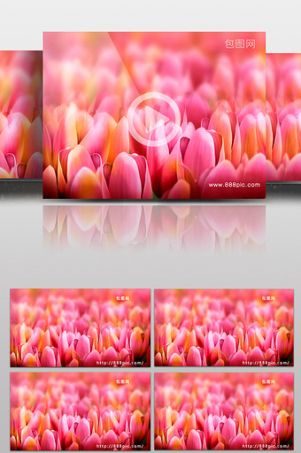 唯美植物鲜花动态LED大屏幕视频素材图片