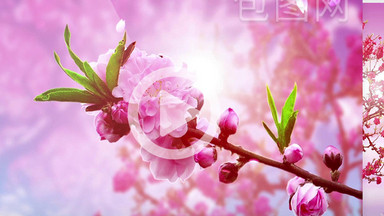 [花瓣视频素材]图片下载_花瓣视频素材设计模