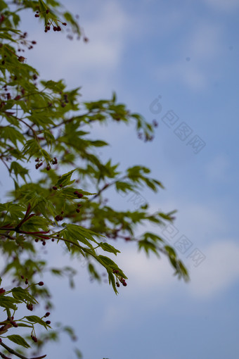 春天树枝嫩芽生长摄影图