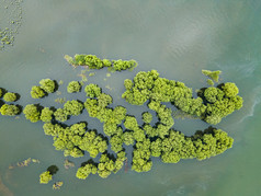 湖南岳阳洞庭湖水上森林植物航拍摄影图