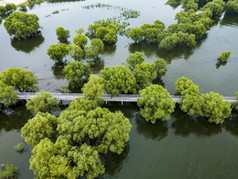 湖南岳阳洞庭湖水上森林植物航拍摄影图