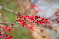 红色枫叶植物树枝树叶摄影图