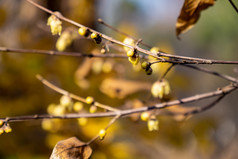 秋天枯黄树叶植物摄影图