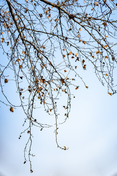 秋天枯萎枫叶植物摄影图