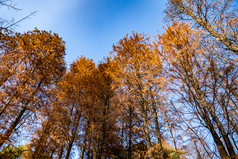 秋天枯萎植物水杉红木杉树摄影图