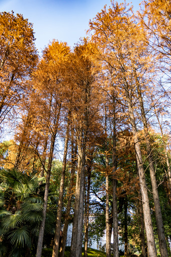 秋天枯萎植物水杉<strong>红木</strong>杉树摄影图