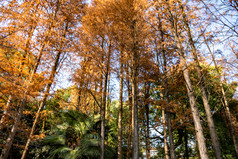 秋天枯萎植物水杉红木杉树摄影图