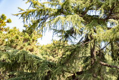 植物杉树摄影图