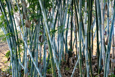 植物竹叶竹子树枝树叶摄影图