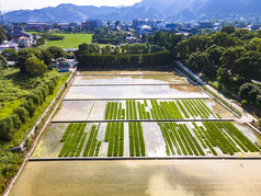 农业种植水稻基地安江农校