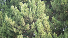 绿色杉树植物摄影图