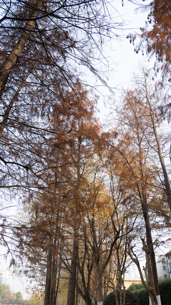 秋景<strong>红木</strong>杉树枯黄植物摄影图