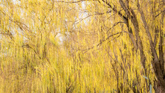 秋天植物枯黄树枝树叶摄影图 (129)