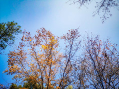 湖南省植物园秋天摄影图