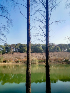 湖南植物园水杉摄影图