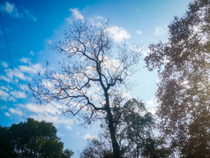 花草树木蓝天白云自然风光摄影图