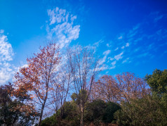 蓝天下秋天枯黄树叶植物摄影图