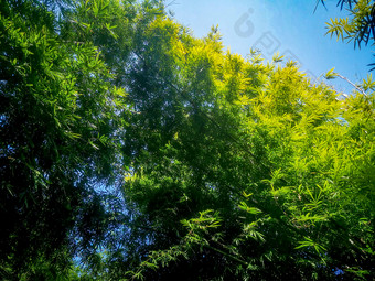绿色植物竹子竹叶摄影图