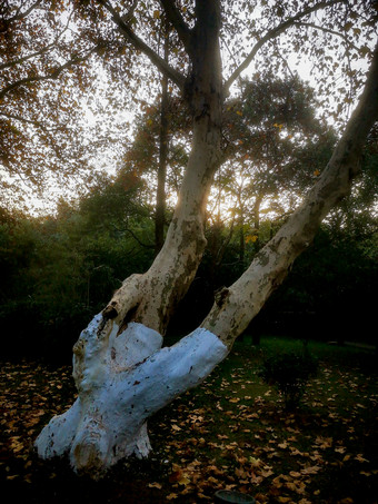 秋天枫树枯叶摄影图