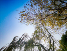 秋天枯黄柳树摄影图