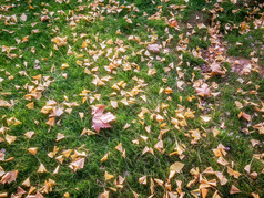 秋天银杏树叶摄影图