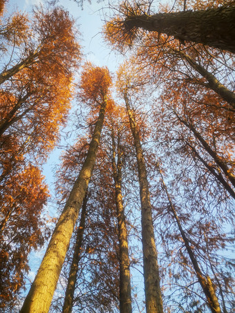 秋天植物红木杉摄影图