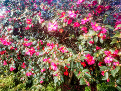 鲜花盛开山茶花摄影图