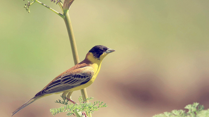 动物音效清脆鸟叫声音