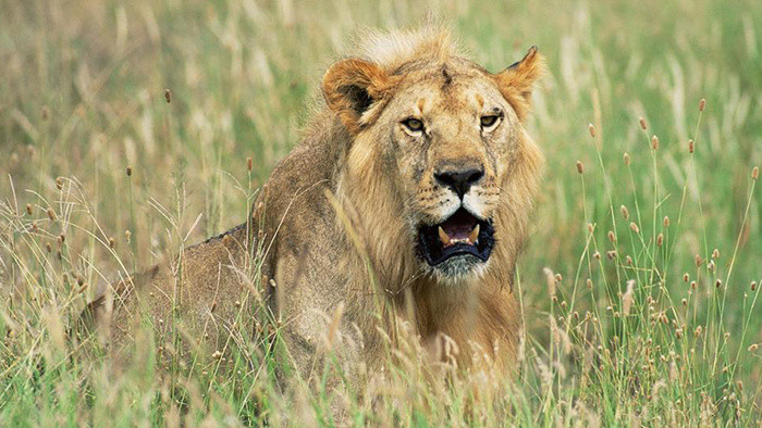 动物音效狮子怒吼声MP3下载_【包图网】