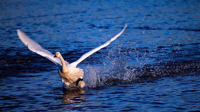 动物音效鹅的叫声MP3下载_