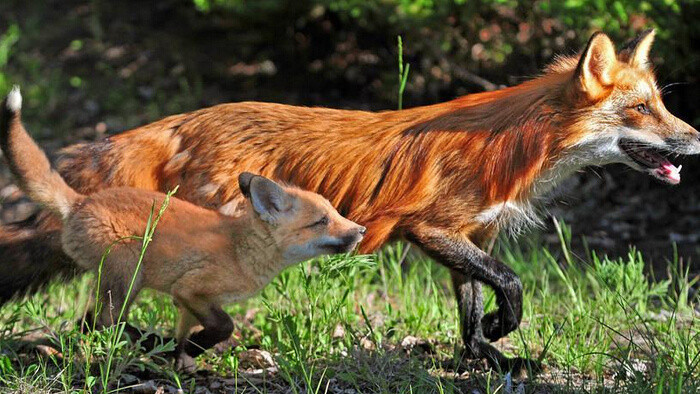 动物成群奔跑的声音MP3下载