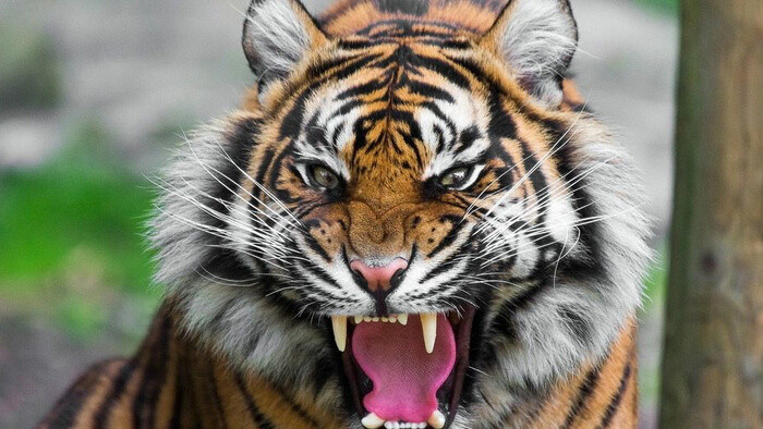 老虎们撕打时的叫声