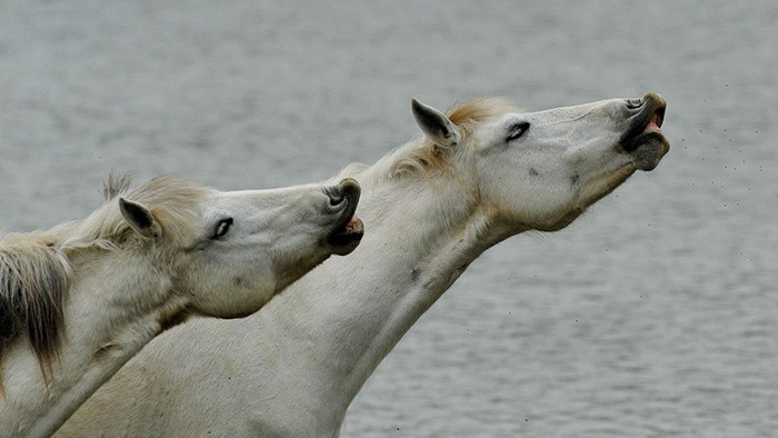 一匹马的叫声音效MP3下载