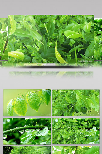 五款带透明通道的绿色树叶粒子转场素材图片
