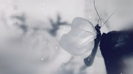 中国风古典节日唯美水墨蝴蝶片头AE模板