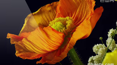 婚庆小视频模板下载_婚庆小视频视频素材免费下载