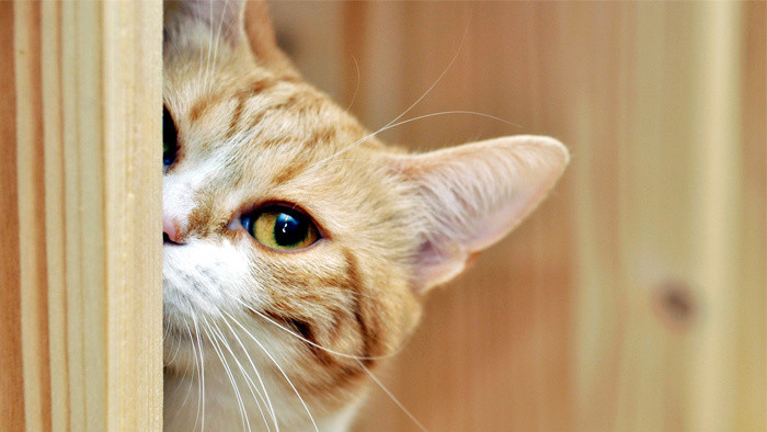 偷窥观看紧张的音效MP3下载