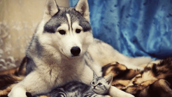 狗叫声音效下载_狗叫声mp3音效素材大全