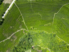 俯拍绿色茶园茶叶种植基地