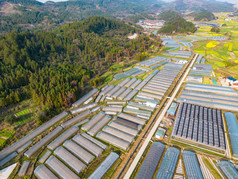 美丽乡村大棚农业种植油菜花航拍摄影图