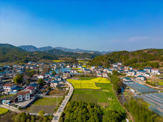 农田油菜花美丽乡村航拍摄影图