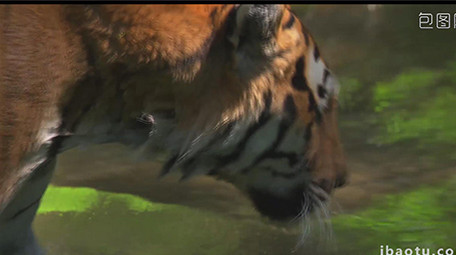 野生动物园多种动物实拍高清视频素材