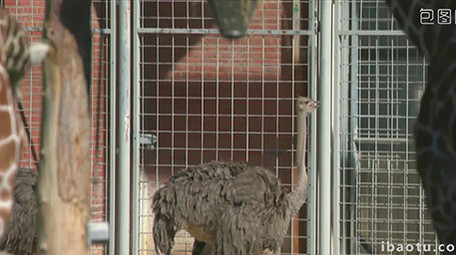 野生动物园多种动物实拍高清视频素材