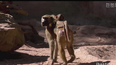 野生动物园多种动物实拍高清视频素材