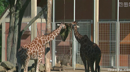 野生动物园多种动物实拍高清视频素材