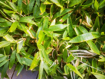 <strong>端午节</strong>粽叶植物树枝树叶摄影图
