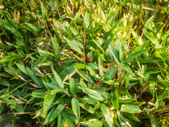 端午节粽叶植物树枝树叶摄影图