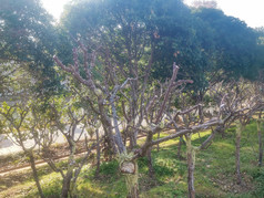 湖南省植物园各种植物摄影图