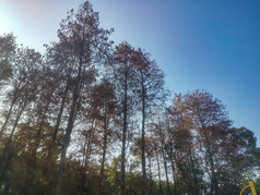 湖南省植物园秋天摄影图