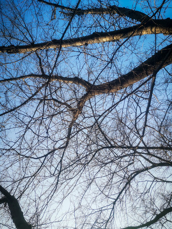 蓝天枯树枝植物摄影图